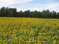 Field2.JPG
