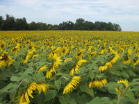 Field.JPG