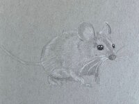 Mouse Sketch.jpg