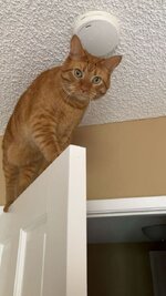 Luka on the door 1.JPG