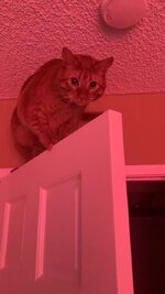 Luca on the door 2.JPG