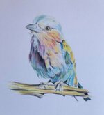 Drawing of Lilac-Crested Rollerbird.jpg
