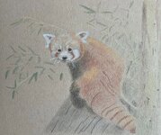 Red Panda Sketch.jpg