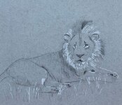 Lion sketch in pen and ink.jpg