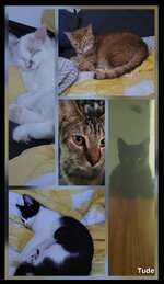 Screenshot_20251230_170915_Editor Lite.jpg