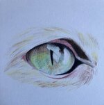 Cat Eye in Colored Pencil.jpg