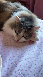 Luna with her toy.JPG