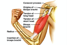 Biceps-Tendon-www.webp