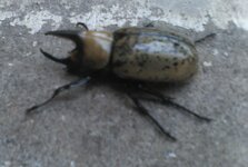 IMG_2059 - Copy - Copy.jpg IMG_2059 - Copy - Copy.jpg