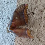 IMG_2427 - Copy.jpg IMG_2427 - Copy.jpg