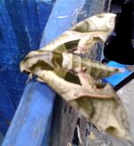 IMG_2646 - Copy.jpg IMG_2646 - Copy.jpg