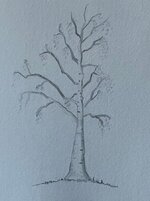 Sycamore Tree Drawing.jpg