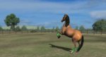 MyHorse-2014.03.29.8.32AM.jpg