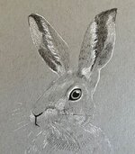 Hare Sketch.jpg