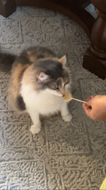 Luna licking a lollipop.PNG