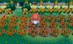 orangeflowers.jpg