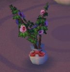 Hibiscus.jpg