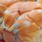 moldy_bread_tl.jpg