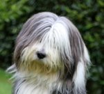 cute-bearded-collie-photos.jpg