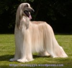 1600x1200_afghan-hound.jpg 1600x1200_afghan-hound.jpg