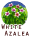WhiteAzalea.png
