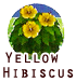 YHibiscus.png