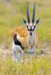 gazelle.jpg