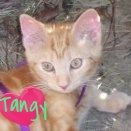 Tangy1.jpg Tangy1.jpg