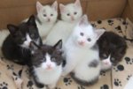 Foster-a-cat-and-litter-of-kittens.jpg