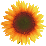 sunflower-transparent.gif