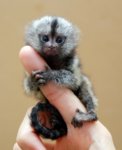 pygmy-marmoset-4[6].jpg