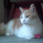 rubygurl.jpg rubygurl.jpg