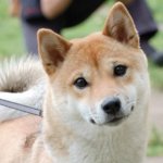 shiba-inu-06.jpg