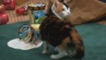 anigif_enhanced-buzz-14442-1380217435-2.jpg