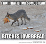 funny-fox-stealing-bread.jpg