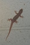 09111420PD_gecko.jpg
