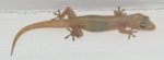 Common_house_gecko.jpg