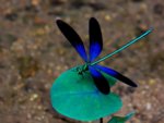 blue-dragonfly.jpg