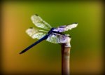 dragonfly-susie-weaver.jpg