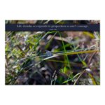 dragonfly_with_quote_13_x_19_poster_print-rf5a62121ae484b6d8956fad882f2967c_wvs_8byvr_512.jpg