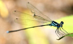 320px-Blue_Dragonfly-2.jpg
