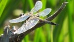 i_love_dragonflies_s69295.jpg