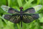 Insect-Dragonfly-Free-Download-Wallpaper-310x205.jpg