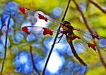 320px-(_Krikit_)_-_Dragonfly_in_a_tree_(by).jpg