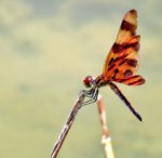 halloween-pennant.jpg