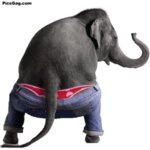 elephant-dance-funny-gif-animation.jpg