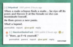 funny-octopus-mating-ritual.jpg