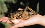 giant_crickets4[1].jpg