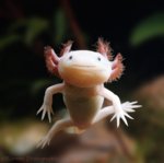 axolotl1[1].jpg