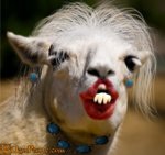 Ugly-Animals-32[1].jpg